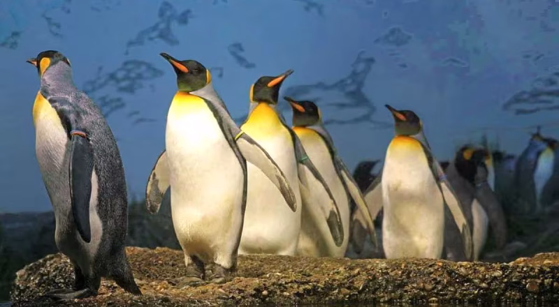 im-zoo-pinguine-und-eisbaeren-raetsel