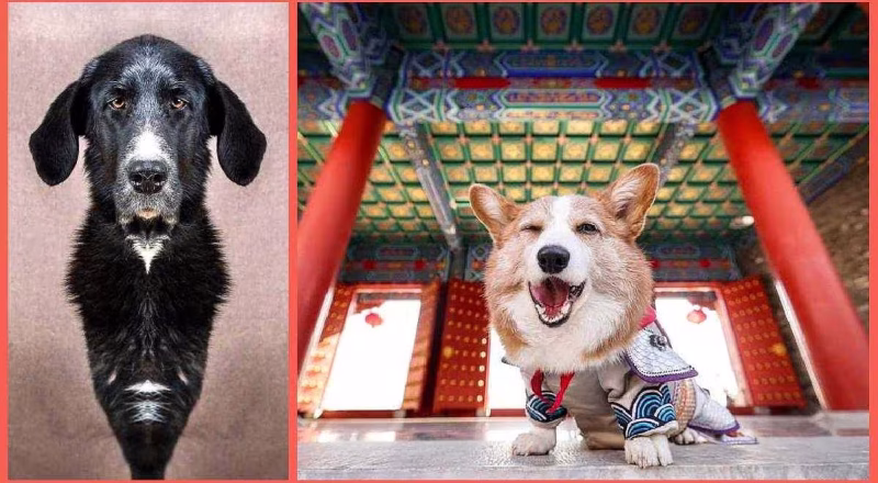 Hund Tempel Spiegel Spiegelbild Täuschung 25