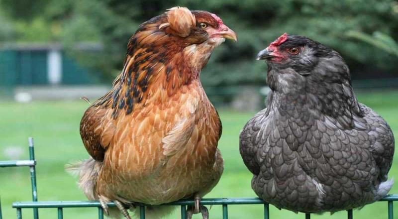 Huhn Hühner Araucana Landwirt Bauer Hof · AVENTIN Storys