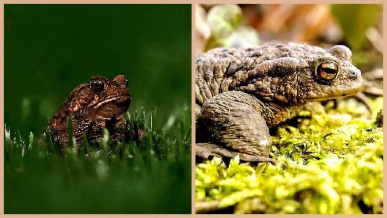 Kroeten Froschlurche Amphibien Lebewesen 25